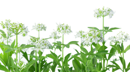 Sweet Woodruff on Transparent Background PNG