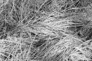 Tangled reeds after winter, by the lake