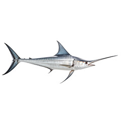 Fototapeta premium swordfish isolated on transparent background