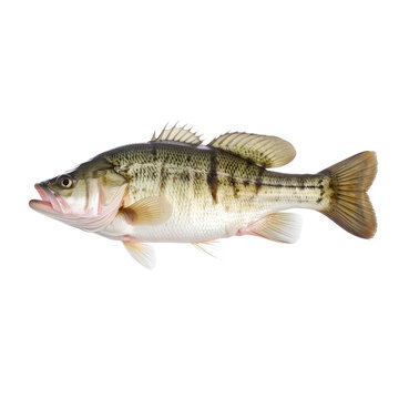 bass fish  isolated on transparent background