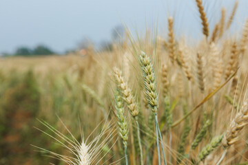 Fototapeta premium Summer barley field nearing harvest time