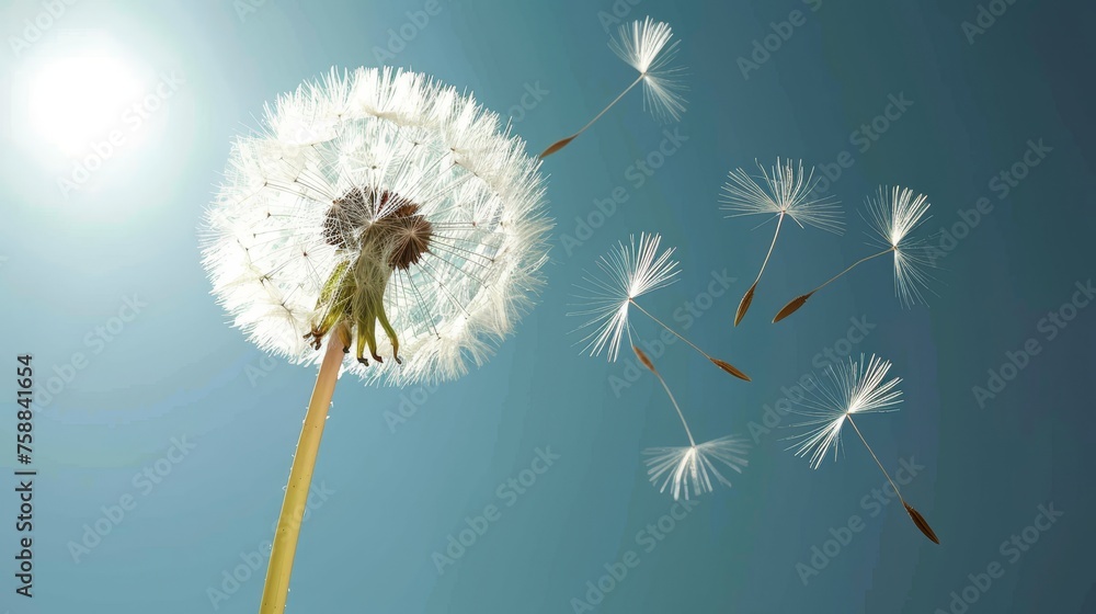 Poster macro shot of dandelion seed floating in the wind, nature background with flying seed pod fluff