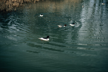 lack and white ducks in the lake