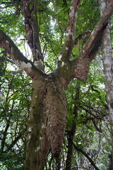 Termites are small insects that live in colonies and have distinct castes (eusocial) and feed on wood or other dead plant matter. Ceará State Biological Park, Fortaleza.