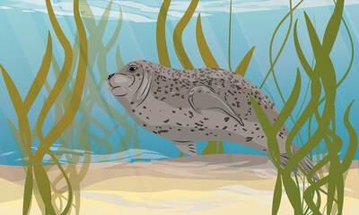 A common seal swims in sea water. Lake with sandy bottom and algae. Realistic vector landscape