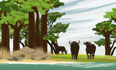 A herd of African buffalo walks along the shore of a lake in a baobab grove. Wildlife of Africa. Realistic vector landscape