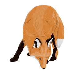 The red fox. Realistic vector carnivorous animal
