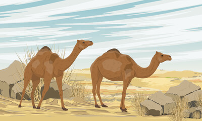 Two dromedary Arabian camels walks through a desert with dunes and stones. Realistic vector landscape