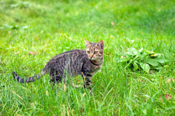 Portrait of a cute cat. Cat walks through tall green grass in the garden - 758843411