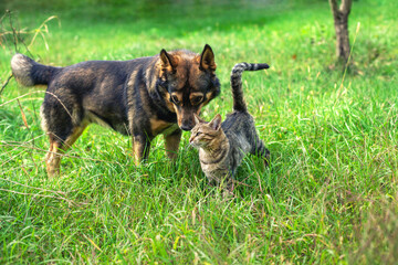 Cat and dog walking together on the grass in the summer garden - 758843425