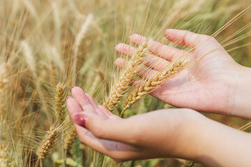 Summer barley field nearing harvest time