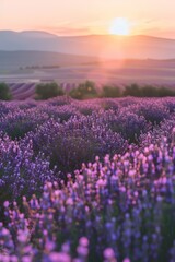 A serene field of lavender flowers bathed in the warm glow of the setting sun, creating a picturesque scene of beauty and tranquility