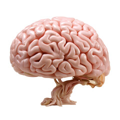 3D Brain Object Transparent Background