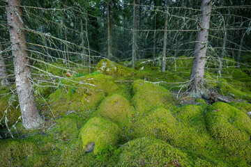 moss covered forest in sweden