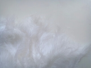 blurred abstract textured background delicate white beautiful feathers