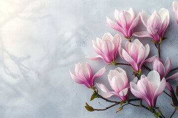 Pink and white magnolia flowers floating gracefully on a calm, reflective surface