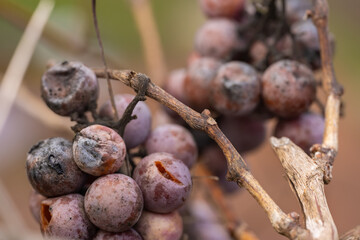 close up on bunches with rotten grapes. selective focus