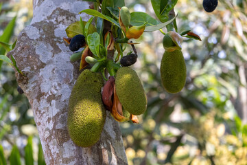 Young jackfruit is hanging on the jackfruit tree. It is locally called Kathal in Bangladesh.  - obrazy, fototapety, plakaty