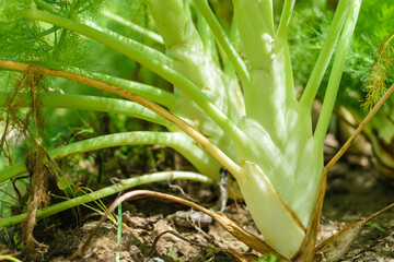 Image of Fennel planted in farmland