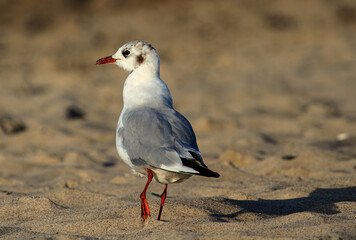 seagull on the beach
