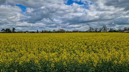 Obraz premium Fields of gold: Rapeseed blooms paint the countryside of County Kildare with vibrant hues, a picturesque scene of agricultural beauty.