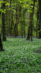 Obraz premium Bluebells and wild garlic intermingle, painting the forest floor of Killinthomas Woods with hues of blue and green, a fragrant celebration of nature's renewal.
