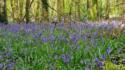 Bluebells enchant the senses with their delicate fragrance and ethereal beauty, casting a spell of...