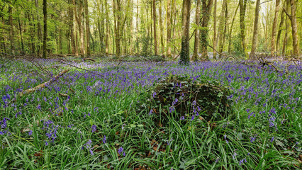 Bluebells create a serene oasis in the heart of Killinthomas Woods, where visitors can lose...