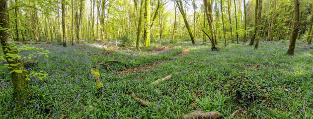 A breathtaking panorama captures the enchanting beauty of bluebells in full bloom, adorning the...