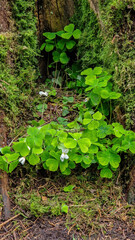 Nature's emerald jewels: wild shamrocks thrive in the hidden corners of Killinthomas Woods, a secret treasure awaiting discovery.