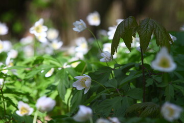 white spring flowers