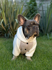 Portrait of a small dog in light clothes on green grass. Selective focus, blurred background. A gray French bulldog sits on the lawn and looks at the camera. Fashionable dog in a stylish coat.