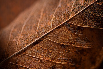 Skeleton of a leaf on the ground of a garden in spring. Macro shot of the network structure of a...