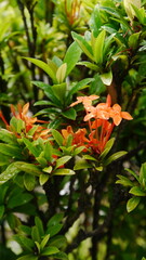 orange and leaves