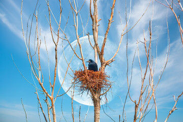 A black crow's nest, located up a naked tree, with a cloudy sky Full Moon in the background