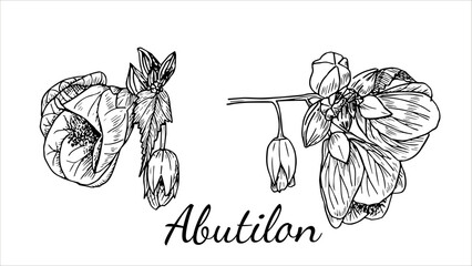 Set of vintage black and white botanical illustrations of Abutilon, a medicinal plant, made in the style of a linear sketch, hand-drawn, for the design of scientific books and wedding invitations.