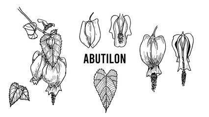 Botanical vintage illustrations of Abutilon in graphic style with cut flowers, Set of vintage black and white botanical illustrations of Abutilon, a medicinal plant, linear sketch, hand-drawn.