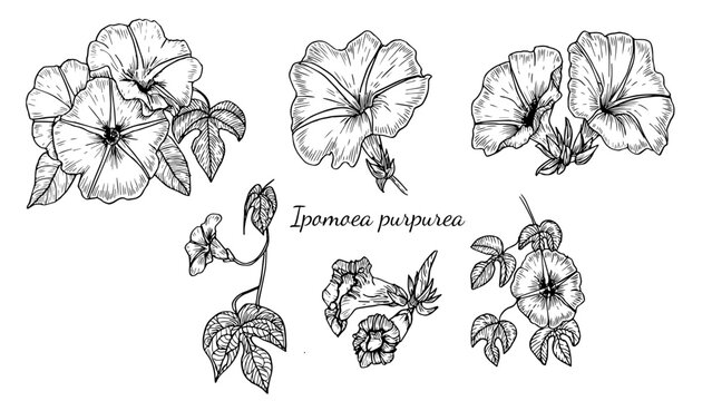 Set of Ipomoea purpurea vintage black and white botanical illustrations, in the style of a linear sketch, hand-drawn, For the design and decoration of scientific books and wedding invitations.