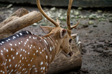 Close up picture Spotted deer, A deer in a zoo