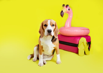 A beagle dog sits by a suitcase, an inflatable swimming toy on a yellow isolated background. The concept of summer holidays, travel.