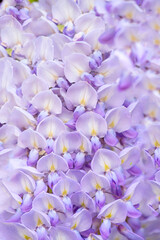 floral natural background of lilac wisteria flowers.