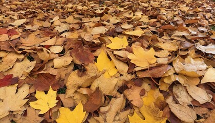 fallen autumn leaves