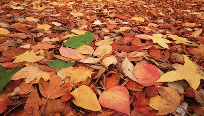 fallen autumn leaves