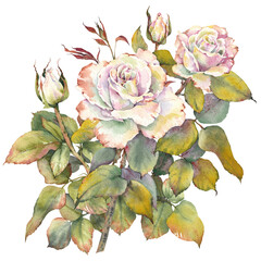 Rose flower arrangement isolated on white background. Invitation, wedding, birthday or anniversary cards design element. Botanical painting.