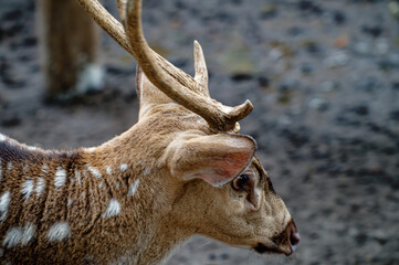 Close up picture Spotted deer, A deer in a zoo