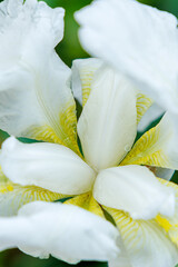 Close-up of a white iris flower with a soft green backdrop, perfect for spring themes.