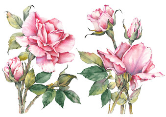 Watercolor botanical painting of pink rose flowers. Clip art isolated on white background.