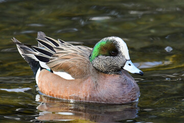 American Wigeon