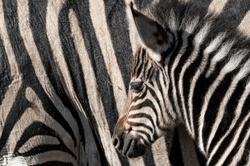 Fototapeta na wymiar A tiny zebra foal blends in against its mothers striped fur, Kruger National Park. 
