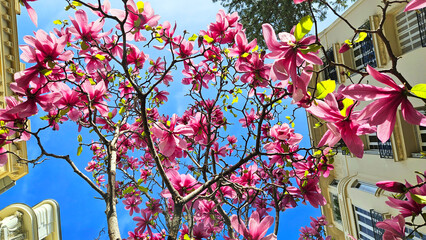 Magnolia blooms in early spring against the blue sky. natural background and beauty